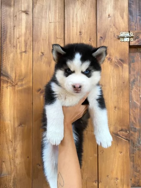 Cuccioli di Husky Puri | Foto 0