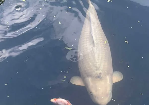 Koi in vendita