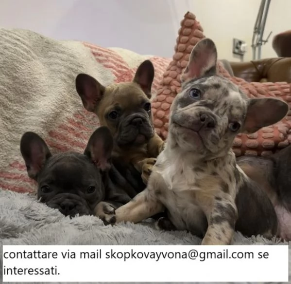 Cuccioli di bulldog francese maschi e femmine controllati dal veterinario chip