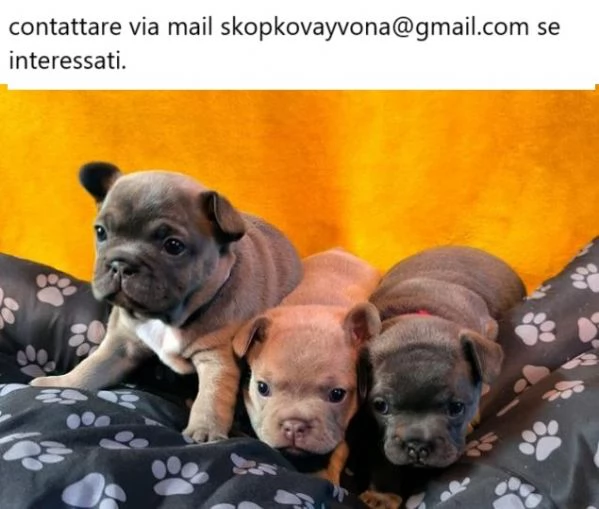 Cuccioli di bulldog francese maschi e femmine controllati dal veterinario chip | Foto 0