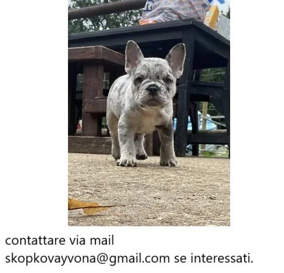 Cuccioli di bulldog francese registrati KC