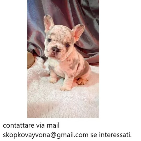 Cuccioli di bulldog francese Kc