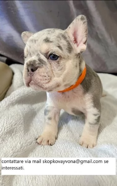 Bellissimi cuccioli di bulldog francese