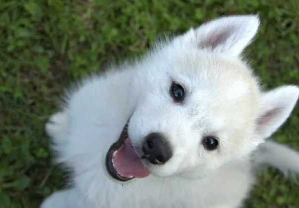 Siberian Husky cuccioli | Foto 6