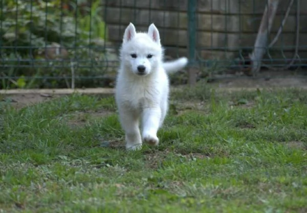 Siberian Husky cuccioli | Foto 5