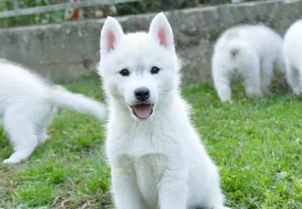 Siberian Husky cuccioli