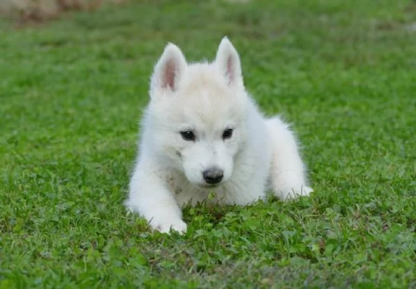 Siberian Husky cuccioli | Foto 4