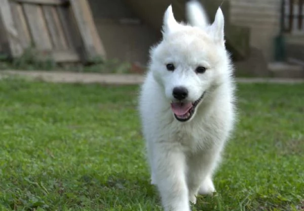 Siberian Husky cuccioli | Foto 3