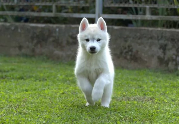 Siberian Husky cuccioli | Foto 2