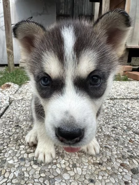 Cuccioli di Husky