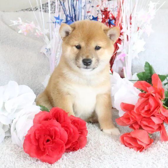 REGALO Cuccioli Shiba Inu cuccioli Shiba Inu maschio e femmina disponibile Tutti i documenti sono d