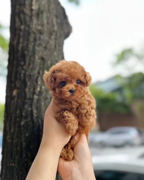 Cuccioli di BARBONCINI TOY | Foto 0