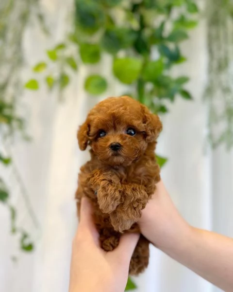 Cuccioli di BARBONCINI TOY