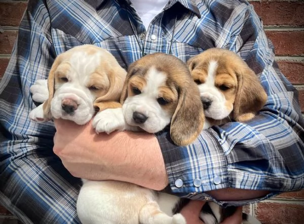 Cuccioli beagle maschi femmine | Foto 0