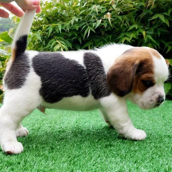 CUCCIOLI DI BEAGLE | Foto 0