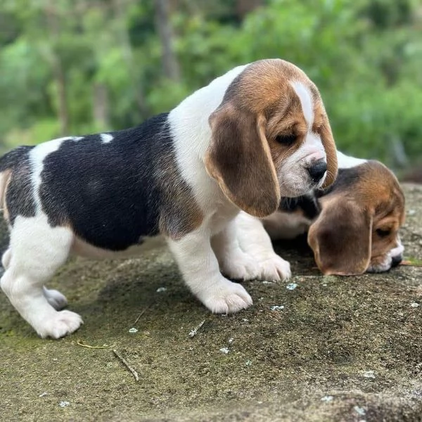 Beagle  Beagle maschi e femmine | Foto 0