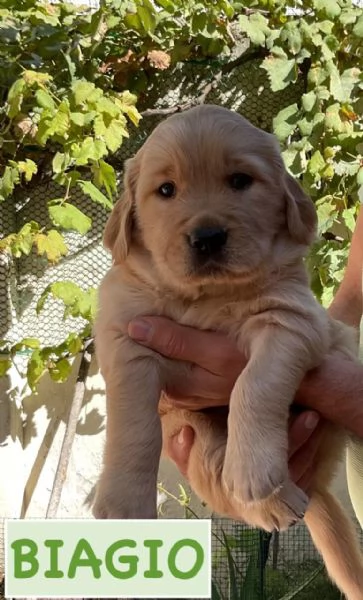 Cuccioli di Golden retriever disponibili 