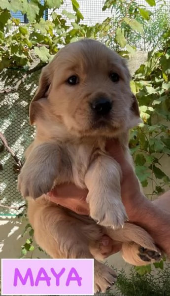 Cuccioli di Golden retriever disponibili  | Foto 4