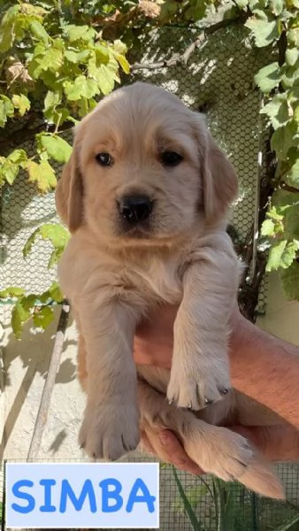 Cuccioli di Golden retriever disponibili  | Foto 0