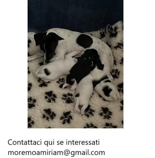 Cuccioli di Jack Russell tricolore