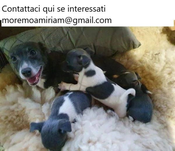 Cuccioli di Jack Russell in vendita