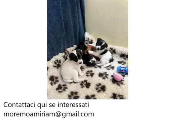 Cuccioli di Jack Russell di piccola taglia