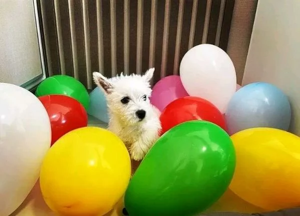 West Highland white Terrier 