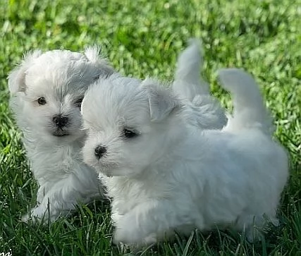 Cuccioli di cane maltese toy 