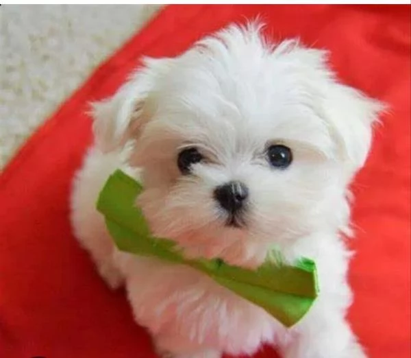 Cuccioli di cane maltese toy  | Foto 1