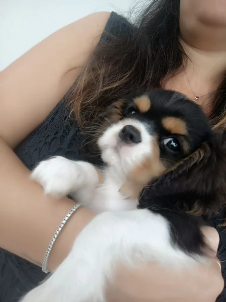 Cavalier king Charles spaniel tricolor  | Foto 5