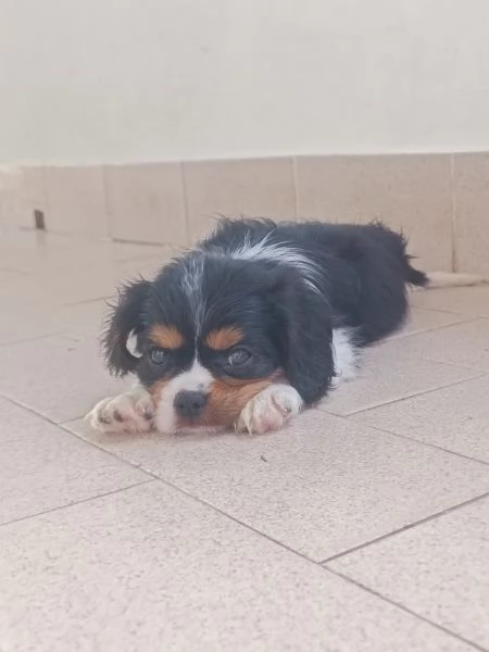 Cavalier king Charles spaniel tricolor  | Foto 4