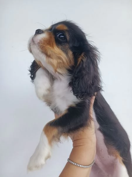 Cavalier king Charles spaniel tricolor  | Foto 3