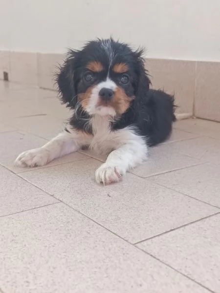 Cavalier king Charles spaniel tricolor  | Foto 0