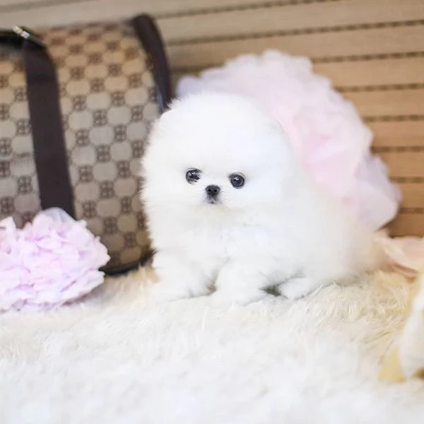 Due fantastici cuccioli di Pomerania TCup