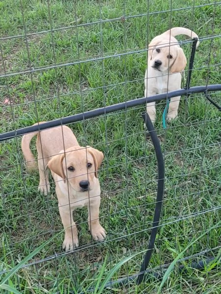 Labrador 