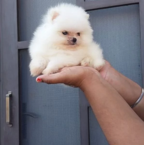 Bellissimo cucciolo Pomeranian di lusso | Foto 1