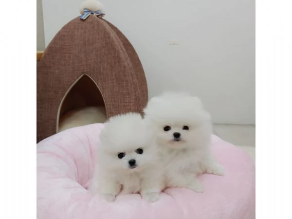 Bellissimo cucciolo Pomeranian di lusso