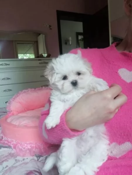 Cuccioli Maltese