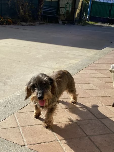 Cuccioli bassotto tedesco pelo duro | Foto 6