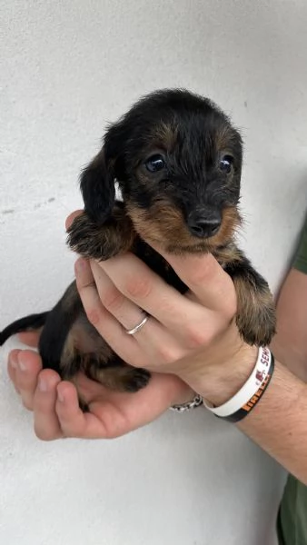 Cuccioli bassotto tedesco pelo duro | Foto 5