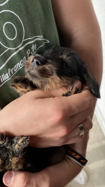 Cuccioli bassotto tedesco pelo duro | Foto 4