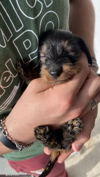 Cuccioli bassotto tedesco pelo duro | Foto 3