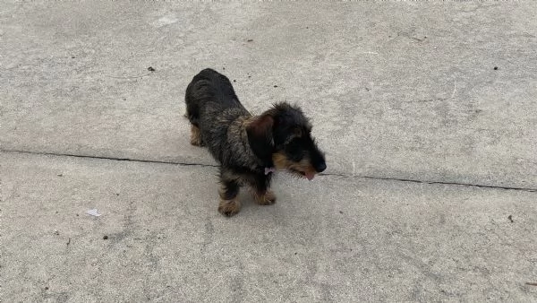 Cuccioli bassotto tedesco pelo duro | Foto 2