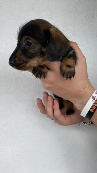 Cuccioli bassotto tedesco pelo duro | Foto 0