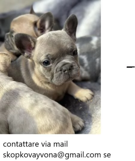 Bulldog francese carino e bellissimo