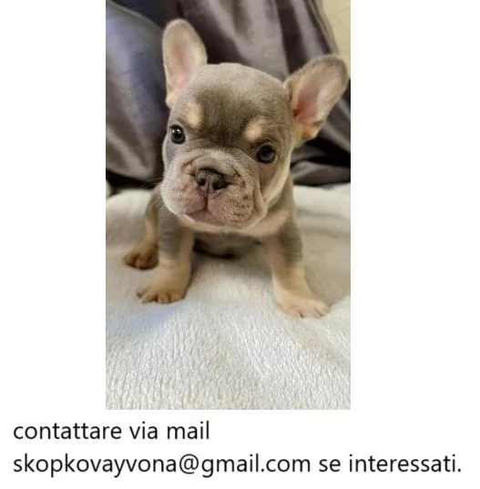 Cuccioli di Bulldog francese tozzi