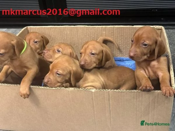 Cuccioli di Vizsla ungherese KC sbalorditivi