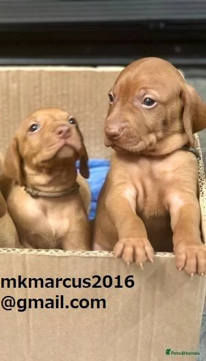 Cuccioli di Vizsla ungherese KC sbalorditivi | Foto 0