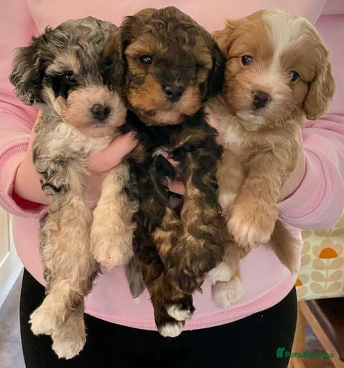 Cuccioli di Cavapoochon disponibili 2 femmine e 1 maschio