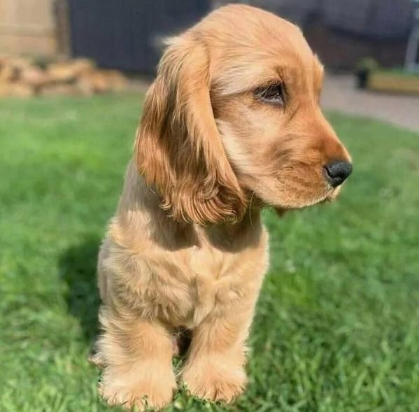 Cuccioli di cocker spaniel | Foto 0